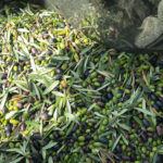 V Fiesta POP. Aoveando. Olives after rain
