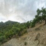 olivar montaña