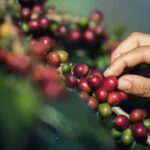 MAS 2022. CAEM. manos-que-estan-recogiendo-granos-cafe-arbol-cafe_1150-5759