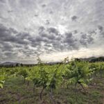 M.A. Guadalhorce. Bodegas Pérez Hidalgo. Vinedo