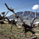M.A. Guadalhorce. Bodegas Pérez Hidalgo. Vinedo. 1