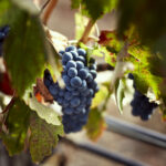 Finca Rodma17