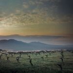 PAGO LOS BALANCINES. wineyard-01-01