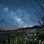 PAGO LOS BALANCINES. wineyard-01-04